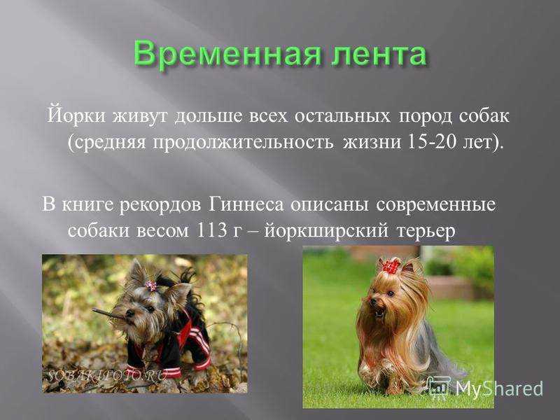 Продолжительность жизни йорков