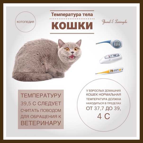 Как измерить температуру кошке в домашних условиях?