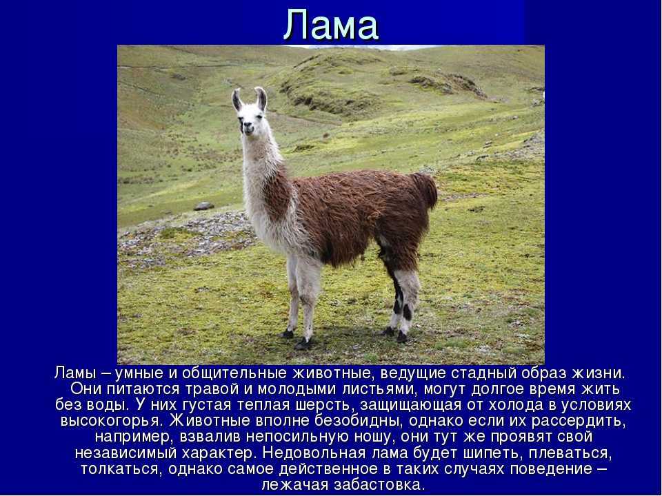 Лама гуанако – описание животного, интересные факты, фото и видео. лама – грациозное животное южной америки. краткое описание, фото и видео сообщение про ламу