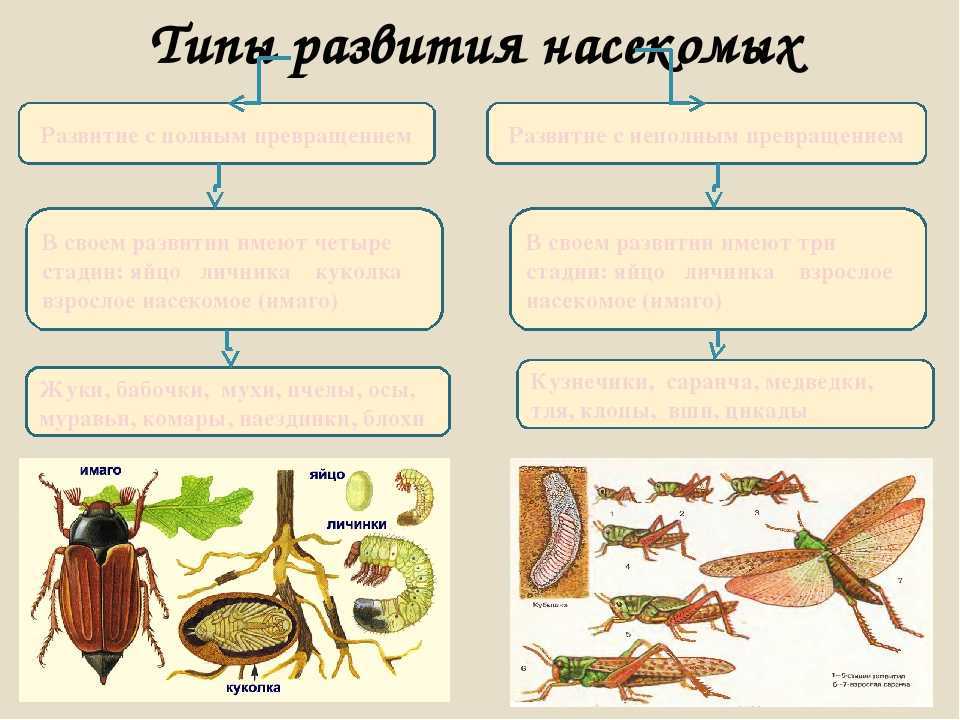 Жуки ? описание отряда насекомых, их особенности строения, виды