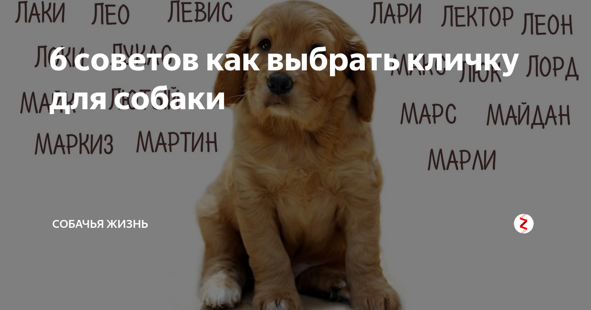 Как выбрать кличку собаке: критерии подбора в соответствии с полом, характером, породой и размером, примеры интересных и необычных имен для собак