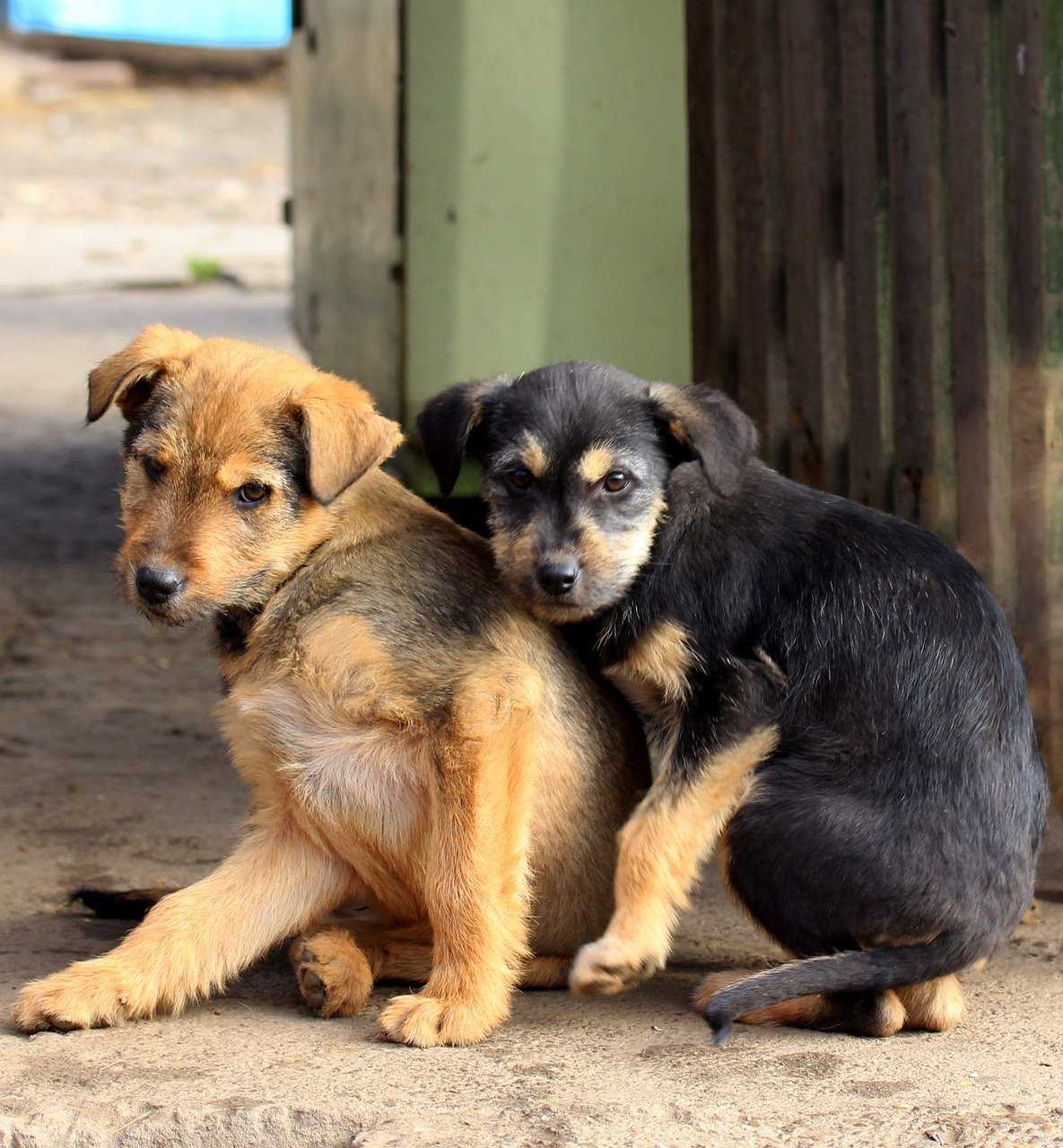 Кто лучше: породистые собаки или дворняги? | dogkind.ru