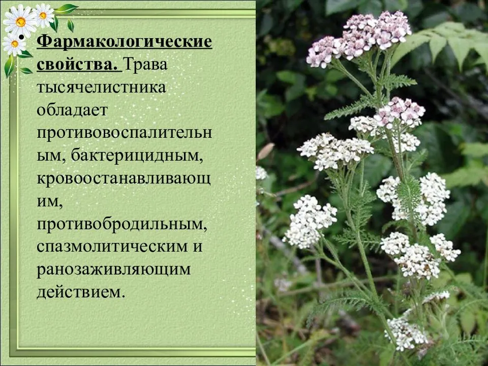 Тысячелистник свойства, применение и противопоказания. фото