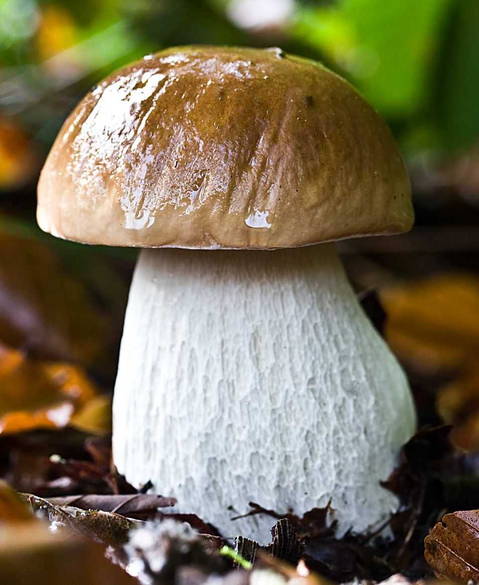 Болет бронзовый (боровик бронзовый) (boletus aereus)