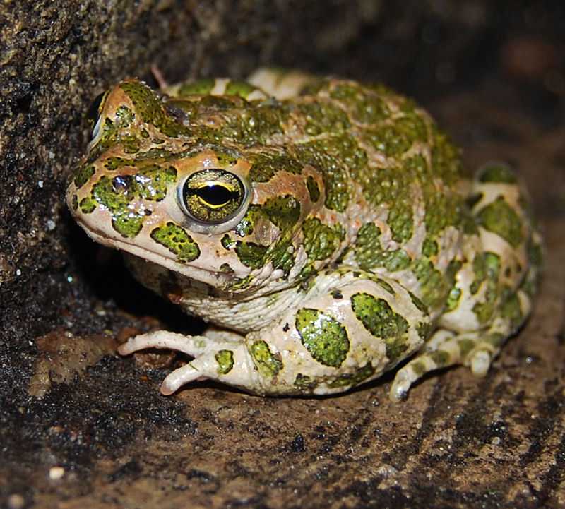 Зеленая жаба (bufo viridis) жаба зеленая  распространение среда обитания окрас внешний вид размножение личинки яйца жаба враги охрана кормится поведение нерестовые участки рисунок жаба. бесхвостые амфибии (земноводные) на zooschool.ru - зоошкола