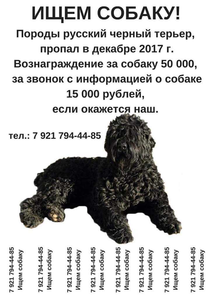 Черный терьер: особенности породы, характера, воспитания