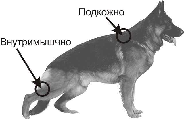 Как делать укол собаке внутримышечно – правила проведения процедуры