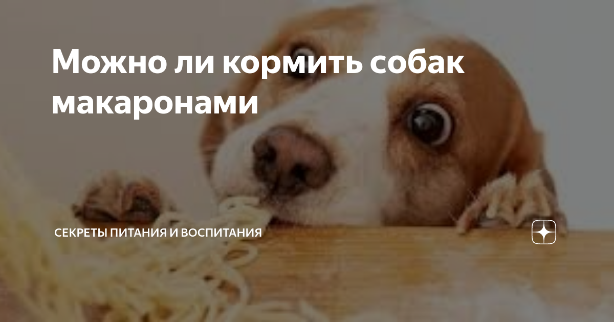 Каша для щенка: какую можно давать (пшенную, манную, овсяную, молочную), как ее варить - рецепты и стоит ли вообще ею кормить малыша?