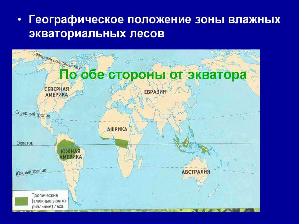 Особенности тропического леса, виды, флора, фауна / география | thpanorama - сделайте себя лучше уже сегодня!