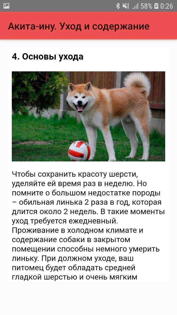Хоккайдо (айну) – японская порода собак. хоккайдо (порода собак): подробное описание