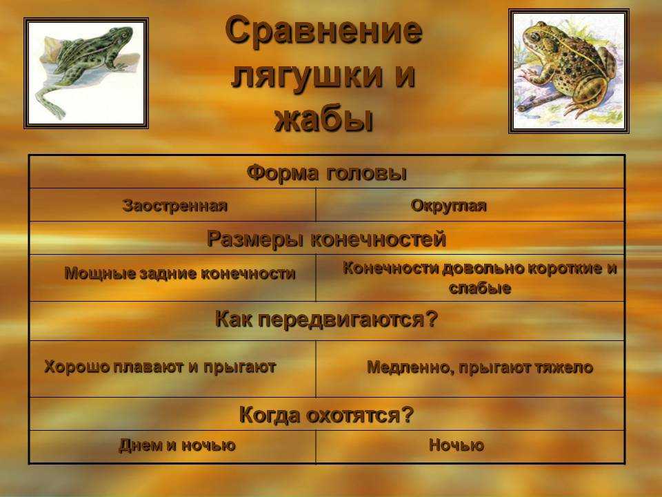 Сравнения лягушки и жабы – сходство и различие по окружающему миру для 2 класса в кратком изложении » окружающий мир: уроки, полезные материалы для детей