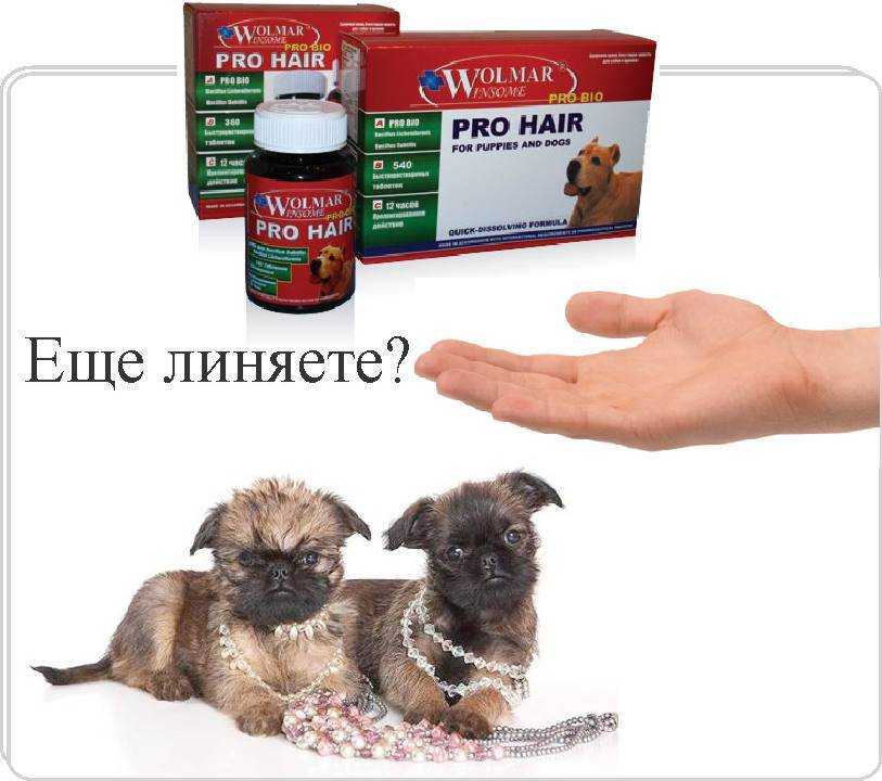 Главные симптомы и признаки запора у собак | звери дома
