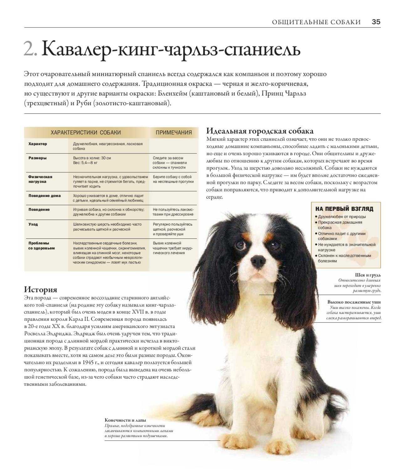 Бойкин-спаниель - многофункциональная, энергичная и преданная порода собаки