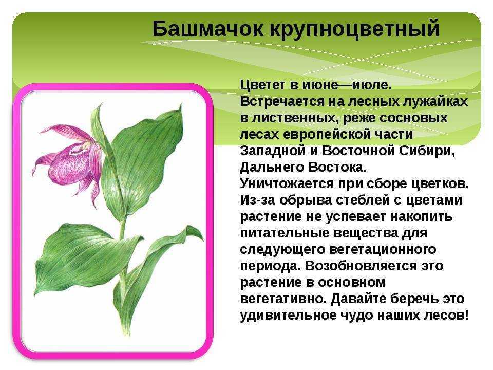 Осока метельчатая carex paniculata, краткое описание осока