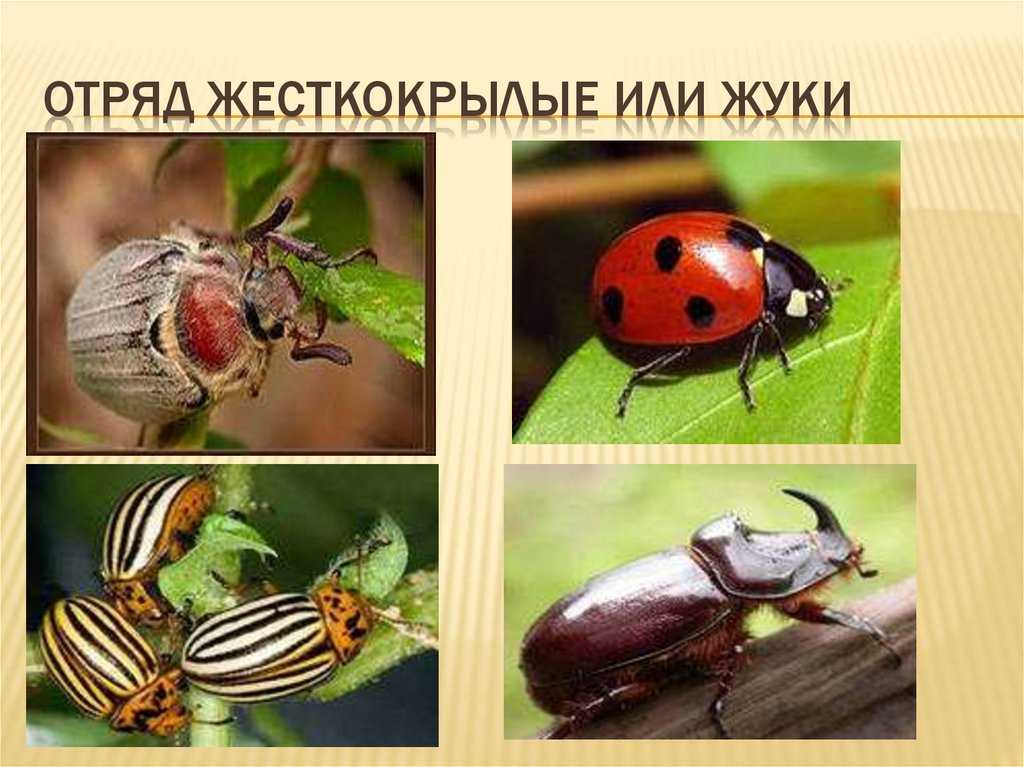 Жесткокрылые — циклопедия