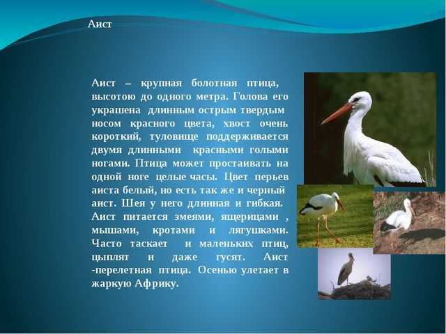 Белый аист ciconia ciconia
