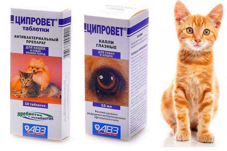 «левомицетин» для кошек: можно ли капать кошке, инструкция по применению, дозировка