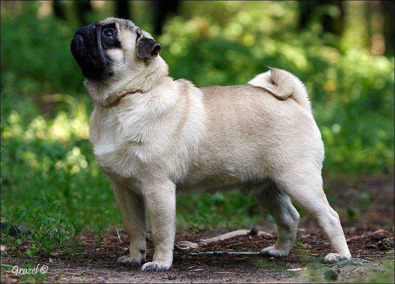 Мопс — for-pet