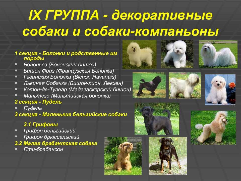 Какая собака подойдет для квартиры? топ-10 лучших пород
