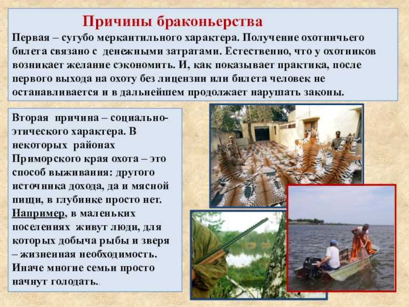 Экологические проблемы тундры и лесотундры