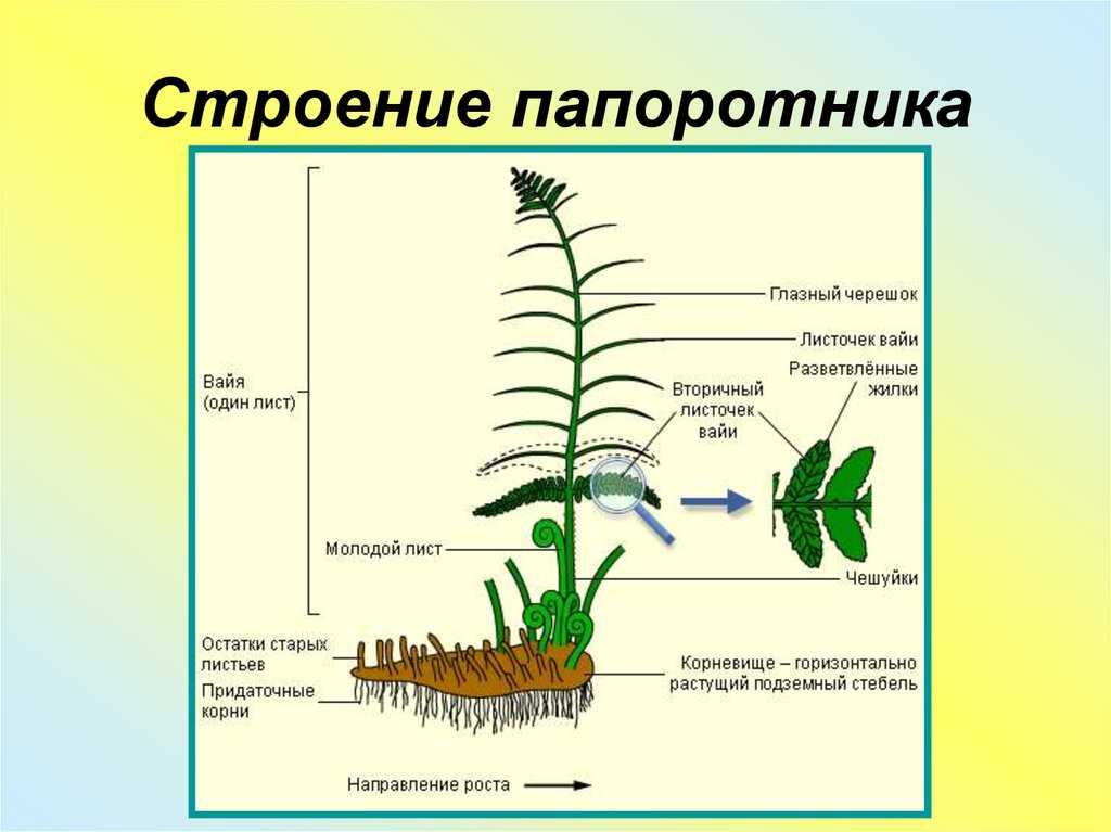 Щитовник мужской: описание и лекарственные свойства
