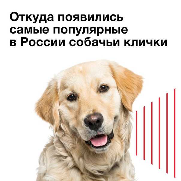 Клички для собак мальчиков охотничьих лаек: прикольные и красивые