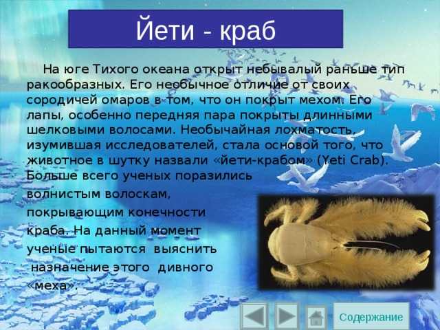 Строение и виды крабов