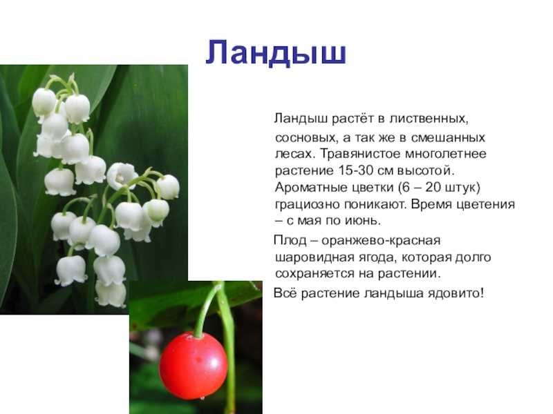 Ландыш майский, лечебные свойства, описание, применение, противопоказания, рецепты, фото