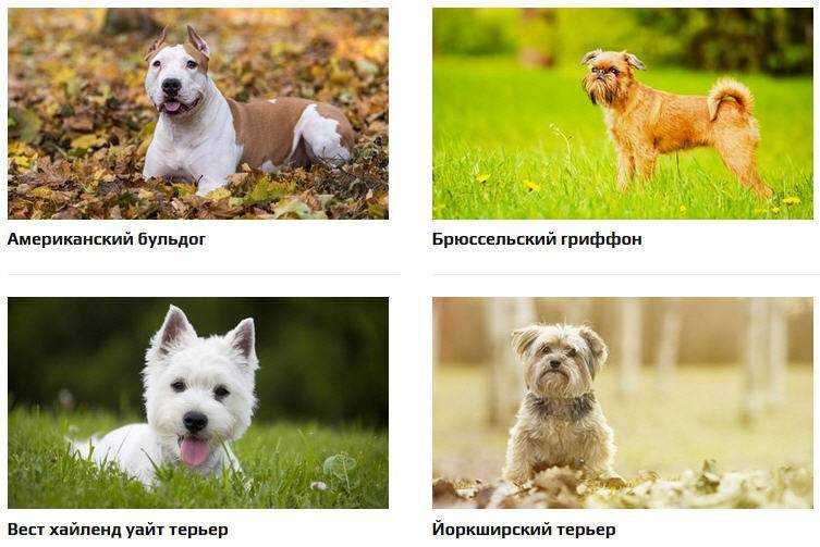 Померанский шпиц гипоаллергенен? факты & | домашние животные 2024