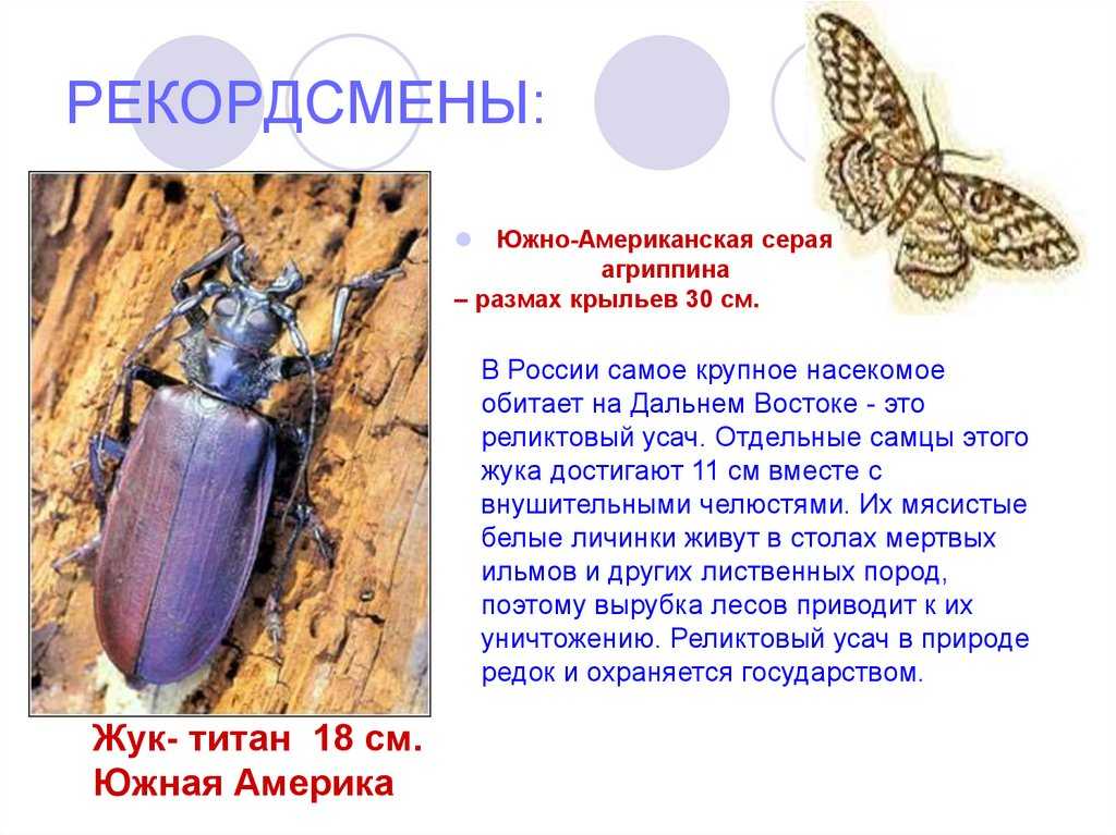 Усач небесный: фото, особенности развития и охранный статус реликтового вида