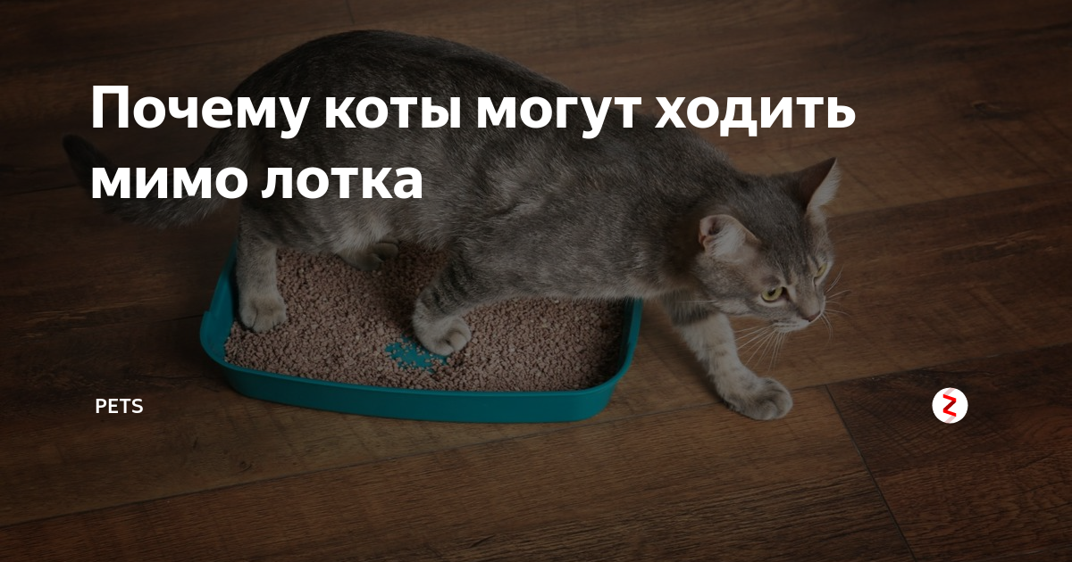 Кот метит дома – что делать