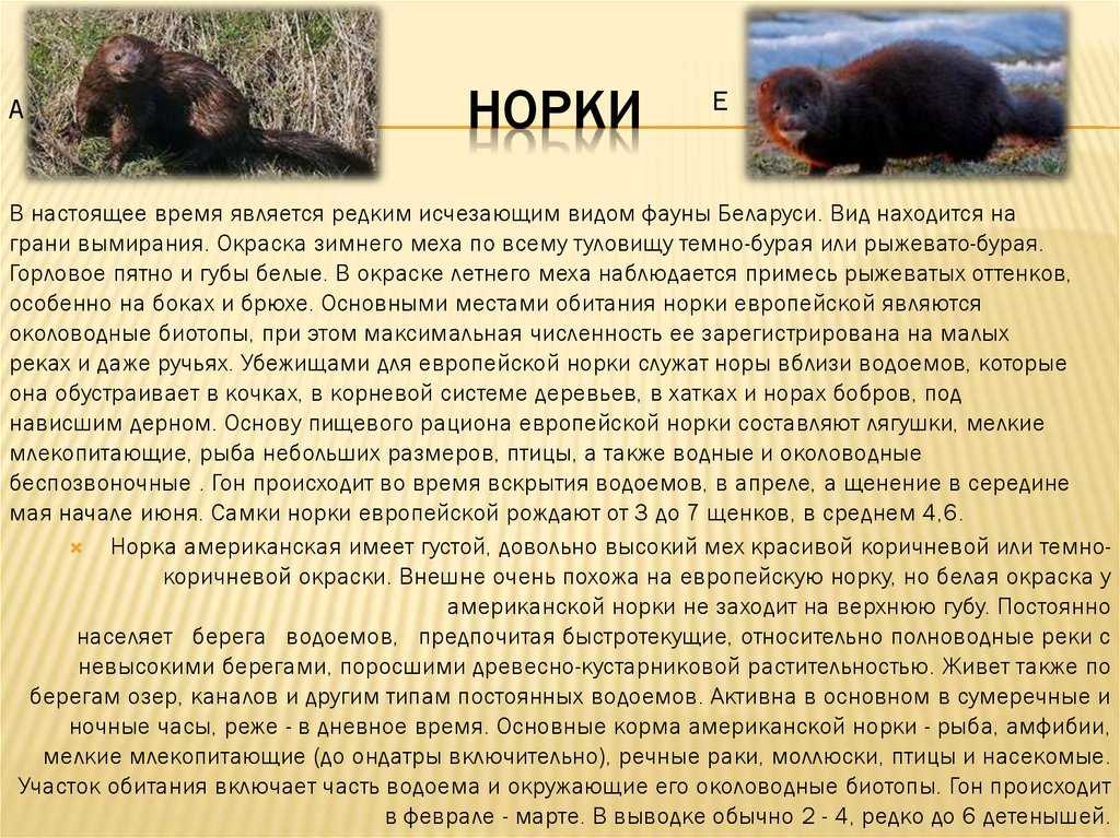 Одомашненные норки как домашние животные - экзотические животные - 2024