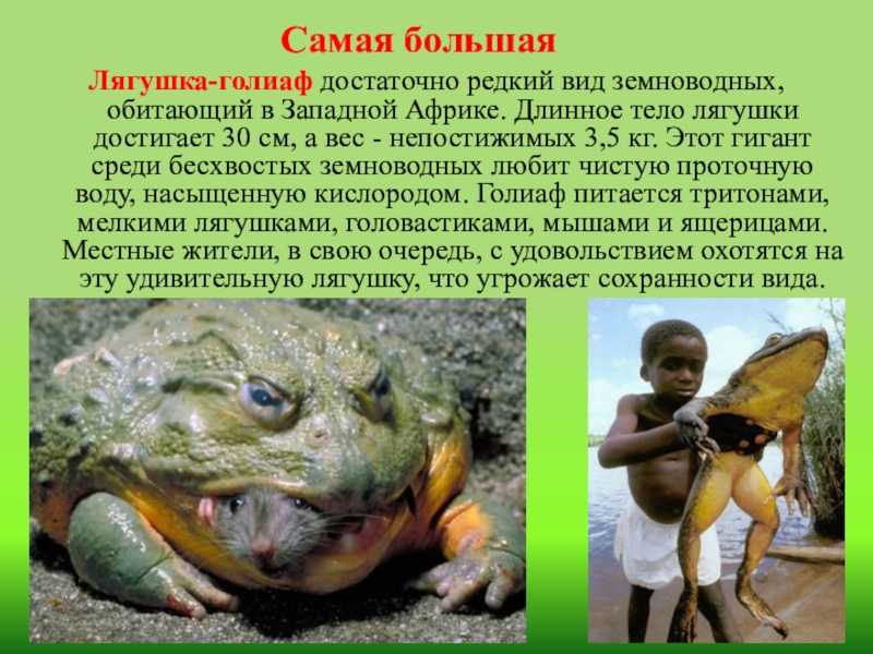 Лягушка-голиаф - goliath frog - dev.abcdef.wiki