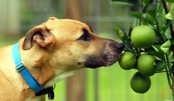 Можно ли собакам мандарины: чем опасны цитрусовые | dogkind.ru