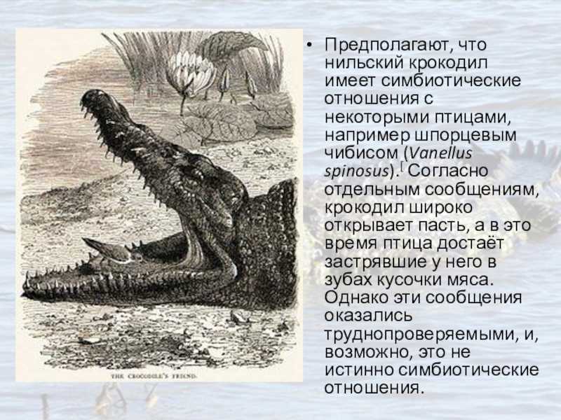 Нильский крокодил
