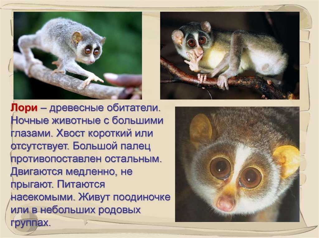 15 невероятно красивых ночных животных планеты