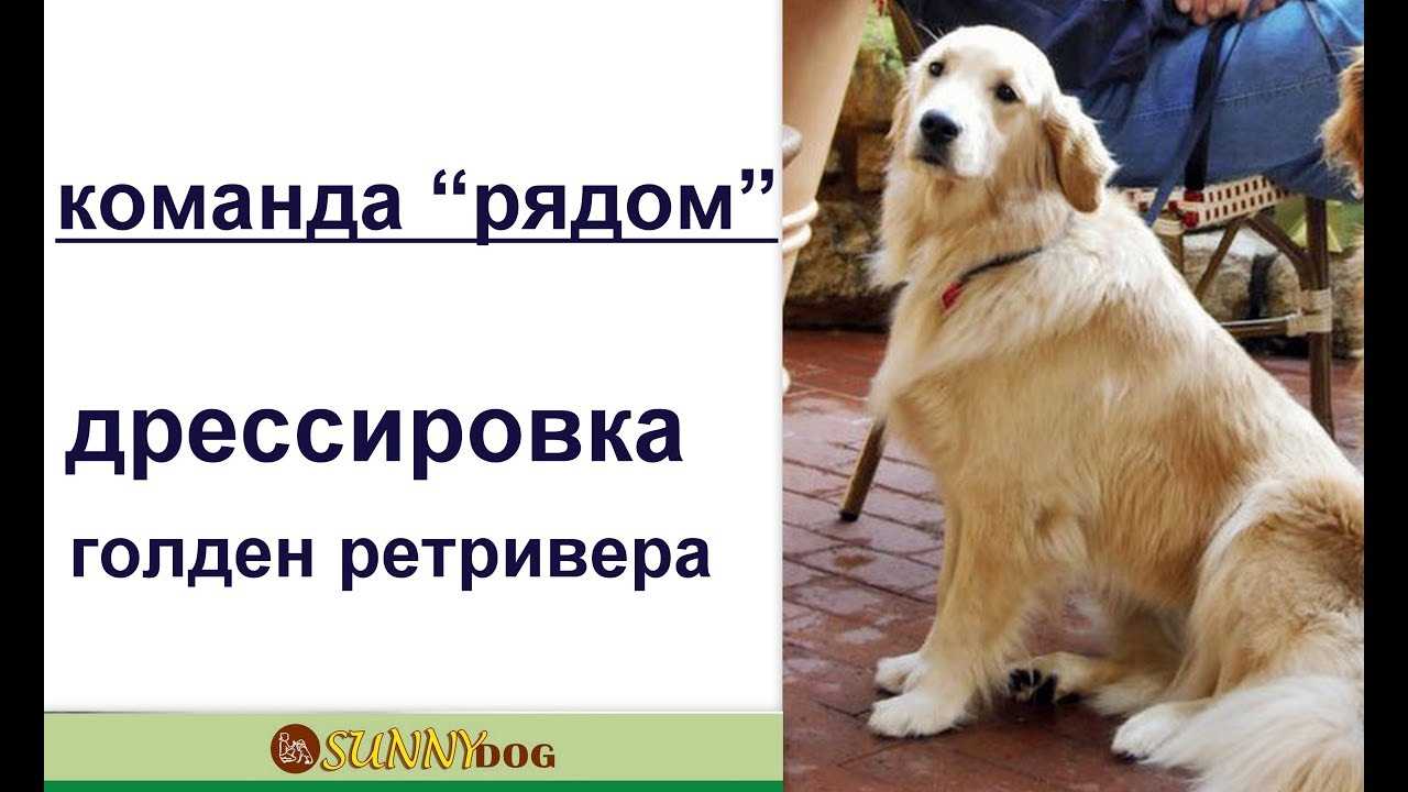 Кормление лабрадора в домашних условиях – меню для щенков и взрослых собак