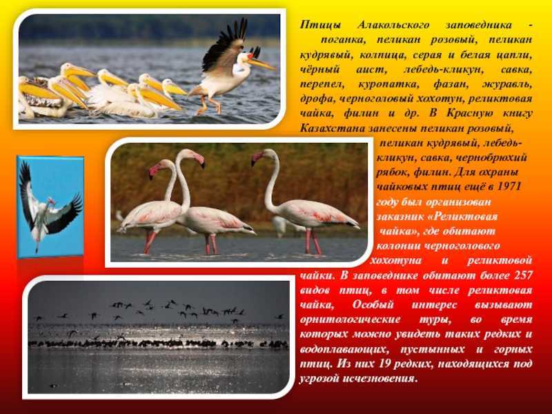 Список птиц, занесённых в красную книгу казахстана