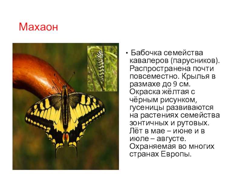 Махаон интересные факты. бабочка махаон: описание, интересные факты для детей. что любят бабочки махаон в домашних условиях, сколько живут? какого цвета бывают бабочки махаоны: фото. особенности и среда обитания