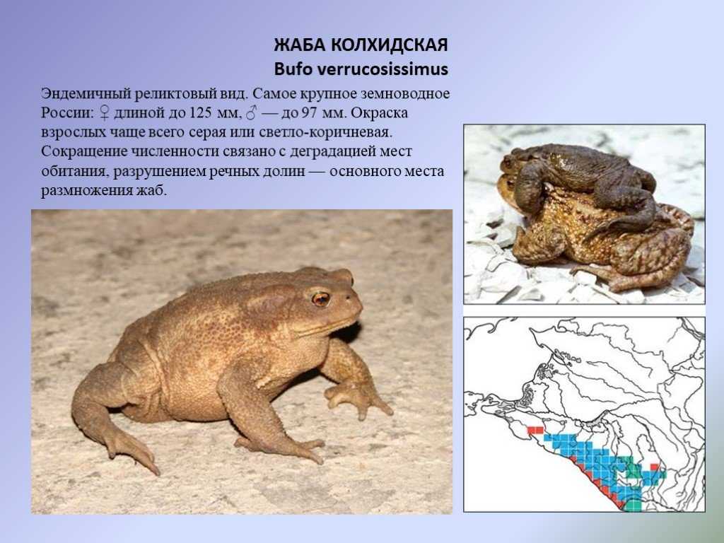 Кавказская жаба (bufo verrucosissimus). жаба колхидская кавказская жаба