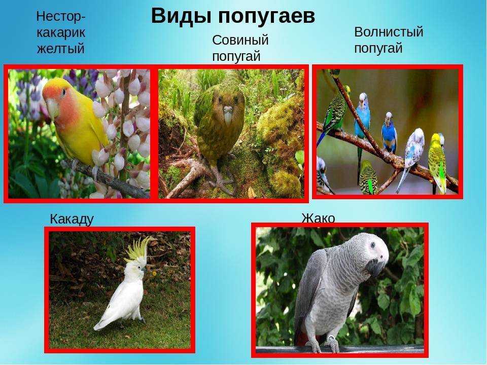 Виды попугаев: фото и названия, породы домашних попугаев