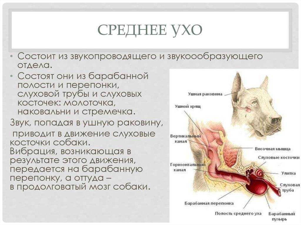 Грибковый отит у собак: причины перерост грибка в ушах, лечение малассезиозного вида, недорогие и эффективные препараты, противогрибковые ушные капли