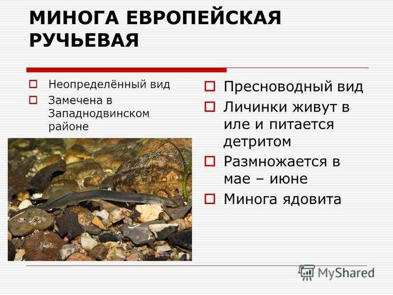 Красная книга