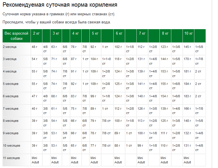 Рацион щенка цвергшнауцера в 3 месяца. щенок цверг шнауцер рекомендации выращивание кормление