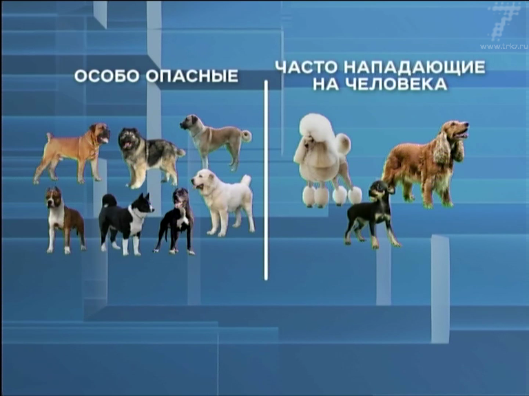 Официальный перечень потенциально опасных и запрещенных пород собак в россии