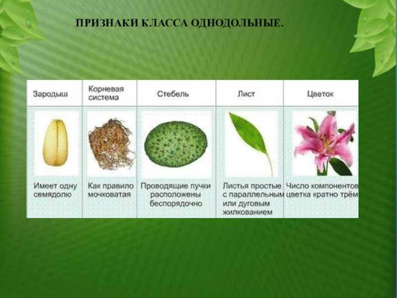 Характеристика двудольных и однодольных растений, характерные признаки, отличия, таблица, корневая система.
