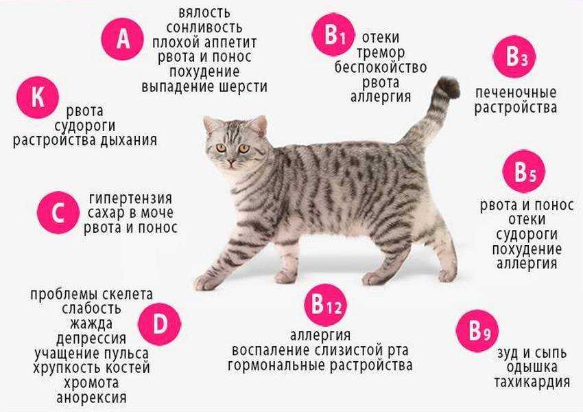 Что делать, если кот не ест и не пьёт ничего 3 дня, вялый, спит постоянно, похудел и ослабел