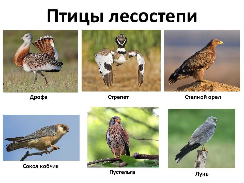 Растения и животные зоны степей россии