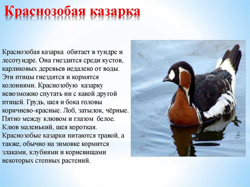 Исследование: разнообразие животного мира белгородской области