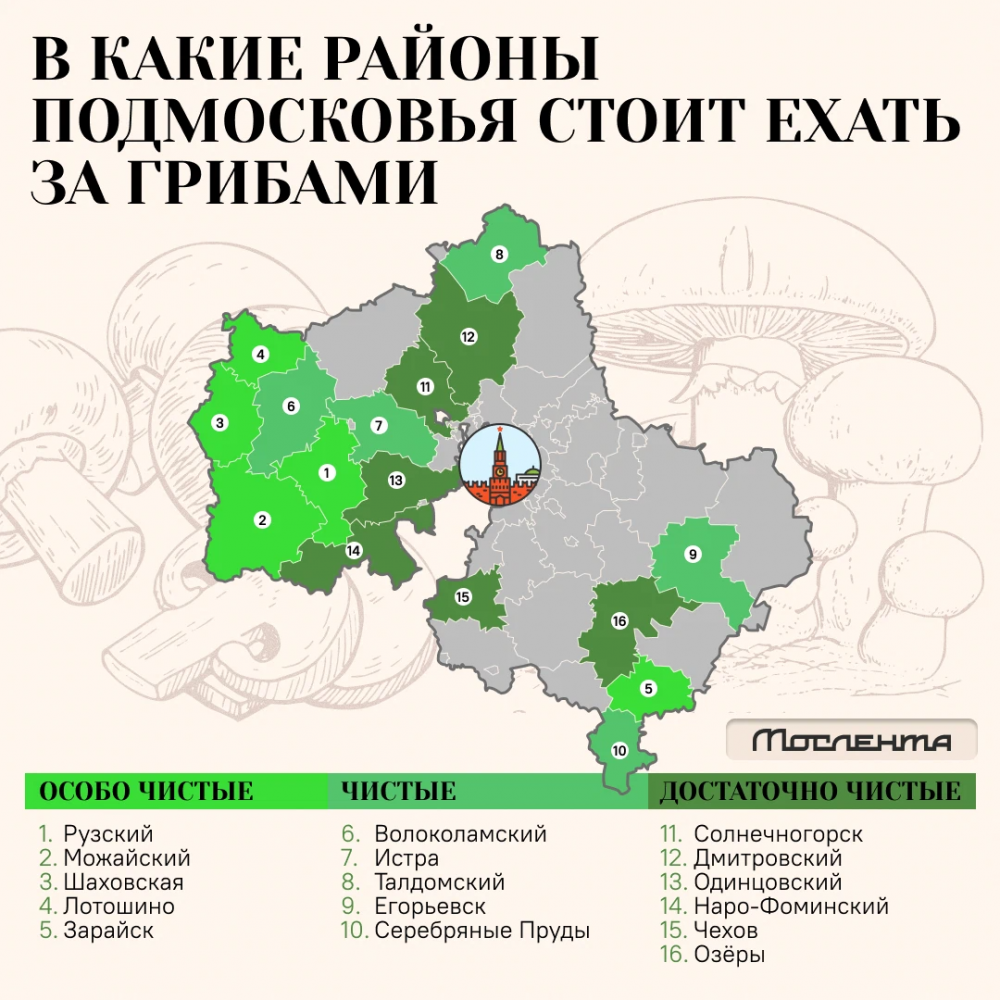Съедобные и ядовитые грибы подмосковья: названия, фото